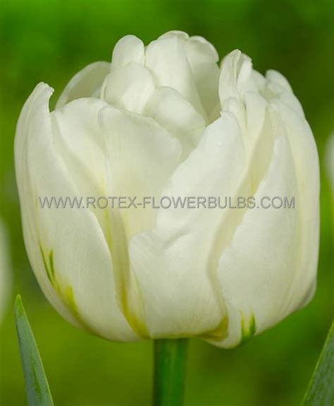 Tulipa Double Late ‘mount Tacoma‘ 12 Cm 100 Pbinbox Rotex