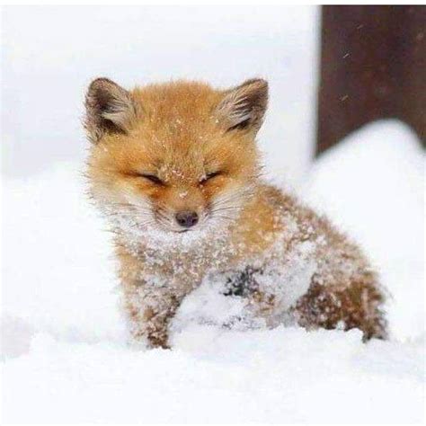 Cute Baby Fox In The Snow Everythingfoxes