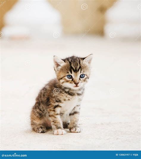 Small Adorable Kitten Stock Image Image Of Kitten Adorable 13063197