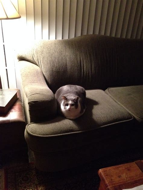 30 Adorable Photos Of Cats Who Turned Into Loaves Of Bread I Present