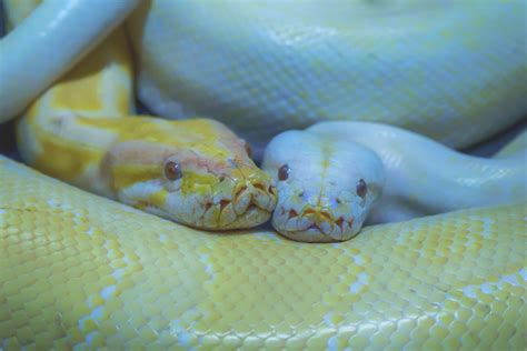 (central) african rock python など）はニシキヘビ科ニシキヘビ属に分類されるヘビである。かつてナタールニシキヘビ (学名: 蛇の顔は意外と可愛い。慣れると全然キモくない、ヘビの魅力 ...