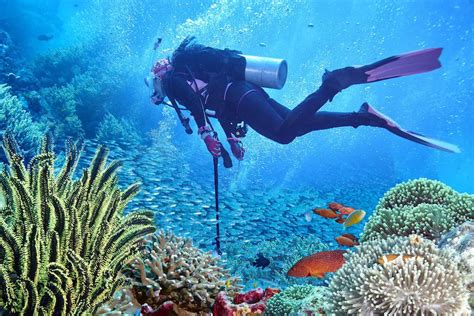 Best Scuba Diving In Andaman Sites You Need To Explore Aqua Zealots