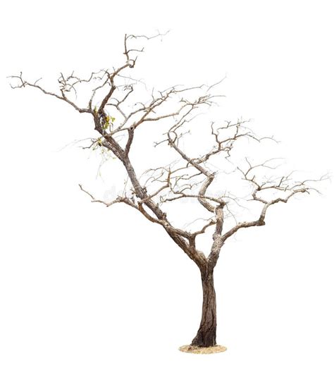 Dry Tree Isolated On White Background Stock Photo Image Of