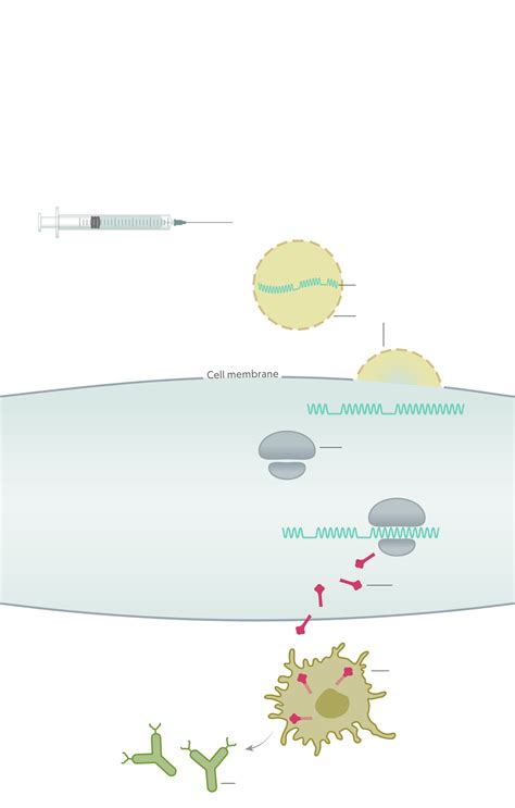 After transfection, they drive transient. View Moderna Vaccine Niaid PNG - VACCINE VIRUS