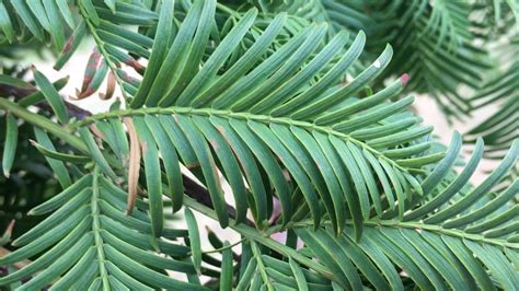 Dawn Redwood Leaves Close Up August 2018 Youtube