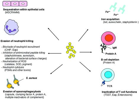 Molecular Pathogenesis Of Staphylococcus Aureus Infection Abstract