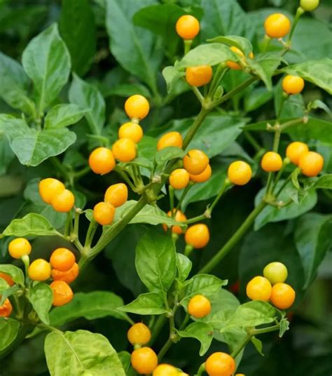 Aji Charapita The Most Expensive Pepper In The World My Desired Home