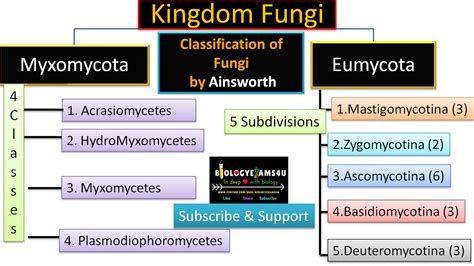 Ainsworth Classification Of Fungi Flow Chart With Example And Salient
