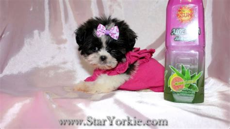 Teacup shih tzu puppies sex: Teacup Shih-Tzu Puppies for sale in Los Angeles California ...