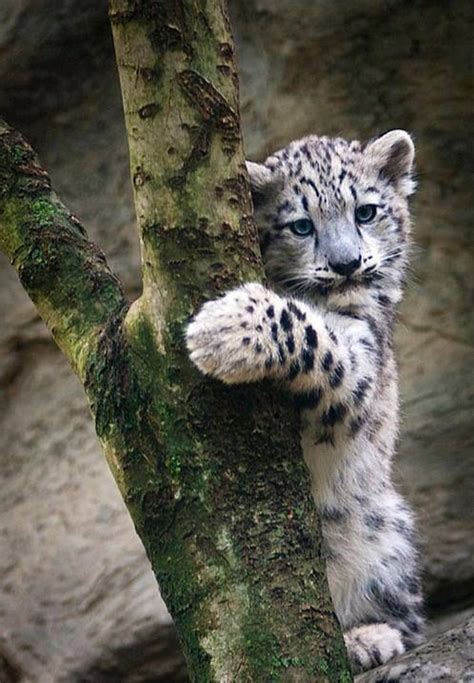 Baby Snow Leopard Cute Animals Baby Animals Cute Baby Animals
