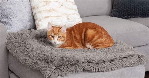 The 7 Best Heated Cat Beds