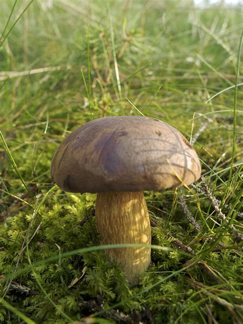 Boletus Badius The Bay Bolete Boletus Badius Is A Common Flickr