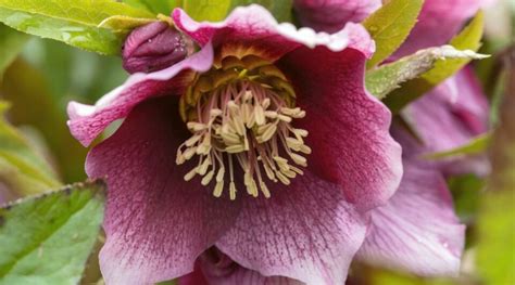11 Reasons Your Hellebores Arent Blooming And How To Fix It