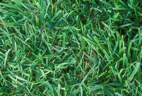 Kentucky Bluegrass And Tall Fescue Grass Pasture Mix Closeup Plant