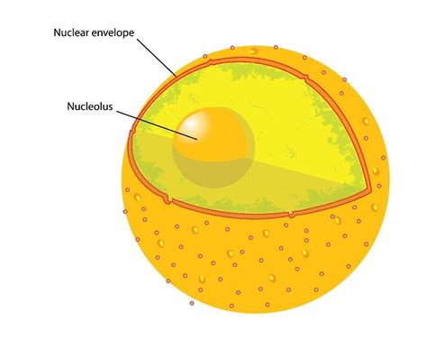 All living cells need that semipermeable boundary so it is similar to plasma membrane in function but differ in the location. Cell Nucleus. The nucleus is usually a dark spot in the ...