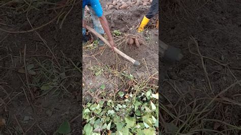 Cara memasukkan ubi jalar dalam diet kehamilan anda. Cara gali ubi keledek (ubi stelo kuning) dikebun - YouTube