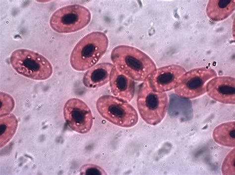 Difference Between Human And Frog Blood Cells Definition