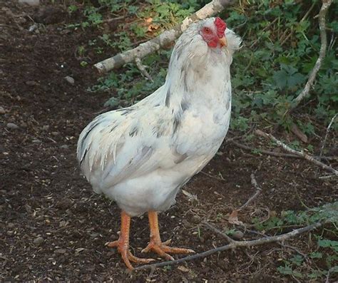 Differences Ee Ameraucana Araucana Pls Post Pics Page Backyard Chickens Learn