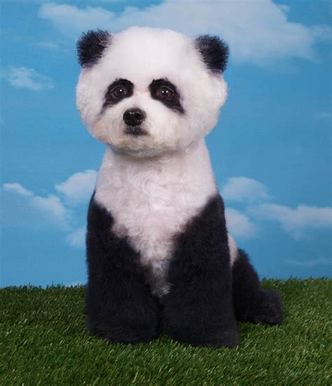 Dog Dressed As A Panda Bear Fluffy Friday Reveal