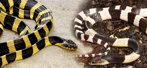 Bagi kamu yang mengalami mimpi seperti ini, bila di tafsrikan menurut. √ 99 Arti Mimpi Ular belang Putih Hitam dan Kuning Hitam ...