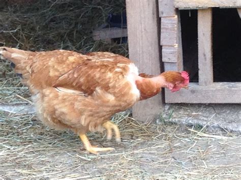 Our Transylvanian Naked Neck Chicken — Quinta Do Cobral