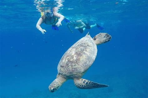 Snorkeling Cruise Swim With Turtles In Oahu From 99 Cool