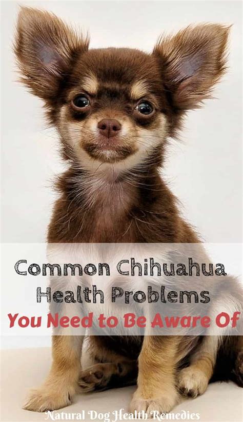 If the hair is healthy as it starts to grow then, it will get longer fast, and you will have very few split ends. Chihuahua Health Problems and Lifespan