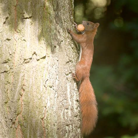 Nutty Squirrel Young Red Squirrel Sciurus Vulgaris Climb Flickr