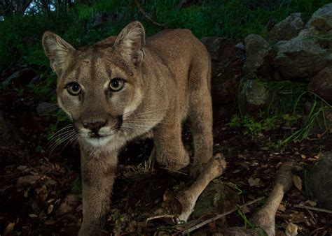 Oh Hai Amazing Photos Capture New Baby Mountain Lions Gizmodo Australia