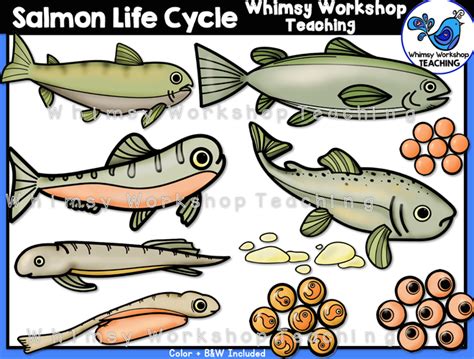 Life Cycle Salmon Whimsy Workshop Teaching