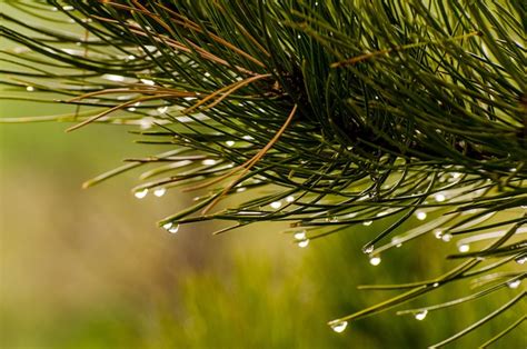 Pine Needles Water Drops Droplets · Free Photo On Pixabay