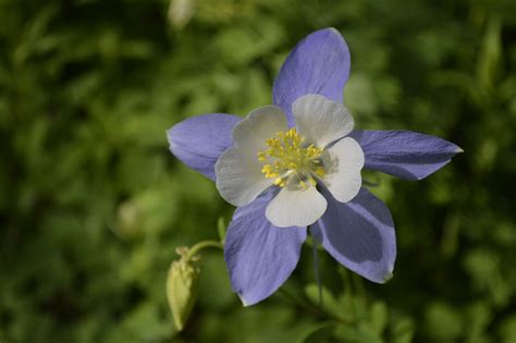 Check spelling or type a new query. Pin on flower garden