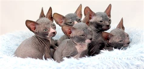 Questions You Should Ask A Sphynx Cat Breeder Sphynx Cats And Kittens