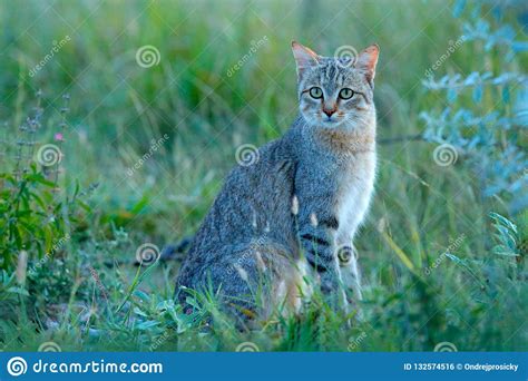 African Wildcat Felis Lybica Also Called Near Eastern
