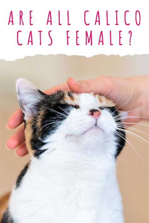 Are All Calico Cats Female Discover Why Calicos Are Almost Always Girls