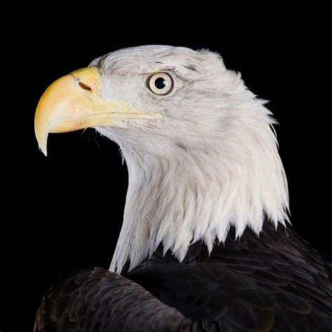Bald Eagle | National Geographic