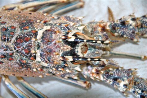 Panulirus Argus Caribbean Spiny Lobster San Salvador Island Bahamas