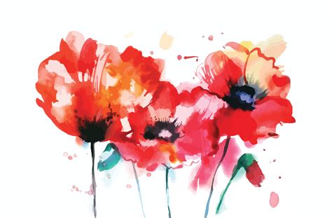 Watercolor Poppy Flower Custom Designed Illustrations Creative Market