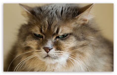 45 Grumpy Cat Iphone Wallpaper On Wallpapersafari