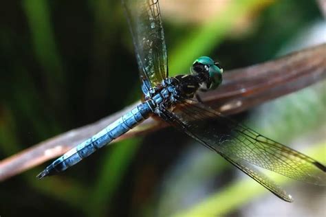 Where Do Dragonflies Live Dragonfly Habitat During Life Stages