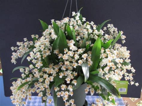 Buy Twinkle White Oncidium Orchid Plant Online Easy To Grow And Flower
