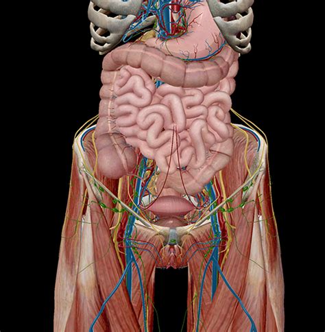 5 Facts About The Anatomy Of The Pelvic Cavity