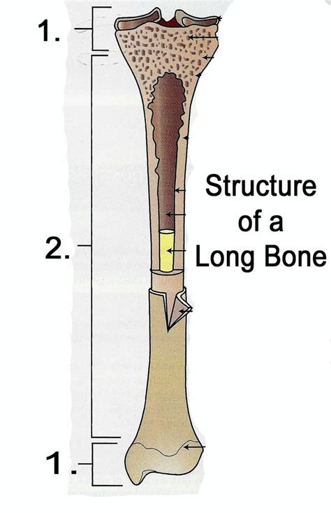 Structure Of A Long Bone Diagram Quizlet