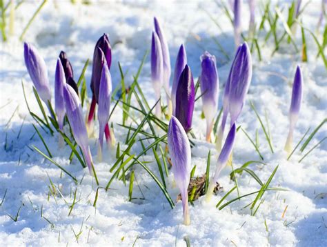 Color In The Cold The 10 Best Winter Plants That Flower