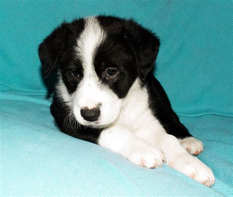 Find local border collies in dogs and puppies in the uk and ireland. Border Collie Puppies for sale | Leeds, West Yorkshire ...