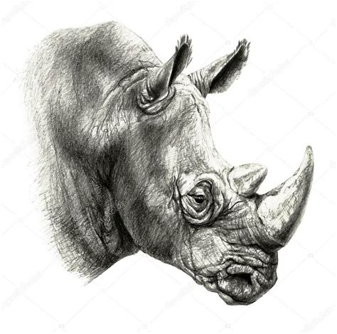 Pin De Javier Allende En Arte Animales Dibujados A Lapiz Rinoceronte