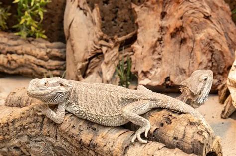 Bearded Dragon Habitat 7 Tips To Setup The Best Enclosure Tendig