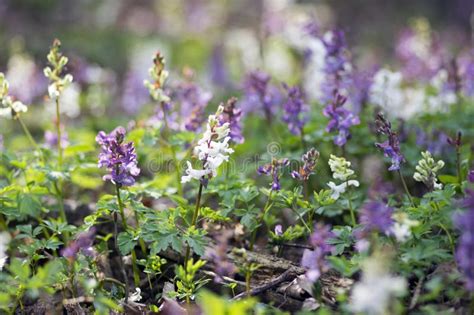 Corydalis Cava Early Spring Wild Forest Flowers In Bloom White Violet