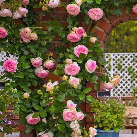 Cottage Farms Direct Vines And Climbers Eden Climber Garden Rose