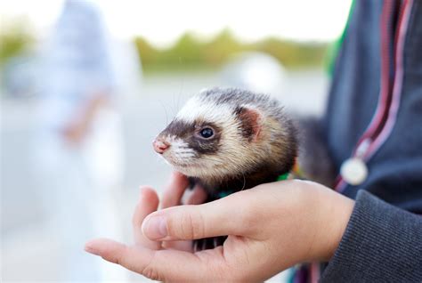 Ferrets And Babies Safety Pet Care Tips For Your Children